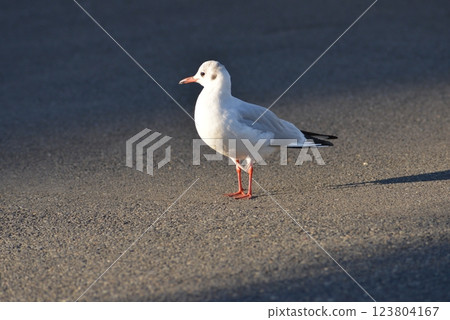 bird  123804167