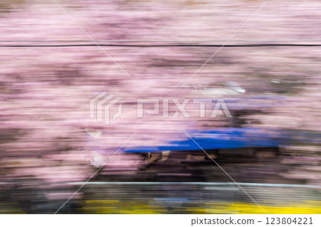 【河津櫻花】穿梭在櫻花樹間的京急列車 【河津櫻花】穿梭在櫻花樹間的京急列車 123804221