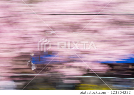 【河津櫻花】穿梭在櫻花樹間的京急列車 123804222