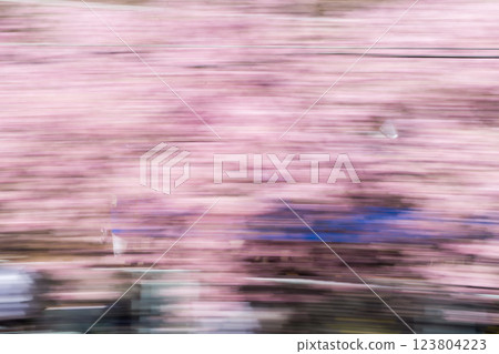 【河津櫻花】穿梭在櫻花樹間的京急列車 123804223