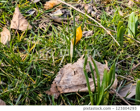 Bud yellow crocus flower. Fresh spring crocus close-up. Early spring 123804293