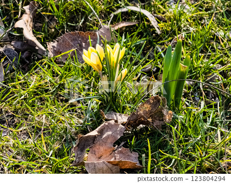 Yellow crocus flowers. Early spring in the park. First spring flowers. Spring concept 123804294