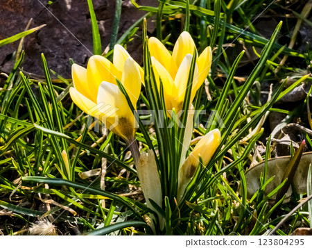 Yellow crocus flowers. Early spring in the park. First spring flowers close-up. Spring concept 123804295