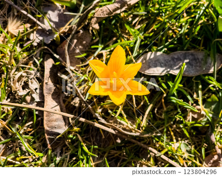 Yellow crocus flower. Early spring in the park. First spring flowers. Spring concept 123804296