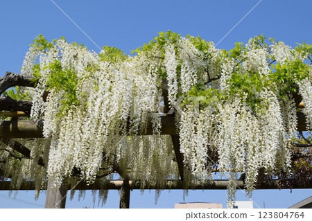 白富士花 123804764