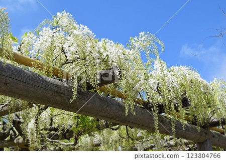 白富士花 白富士花 123804766