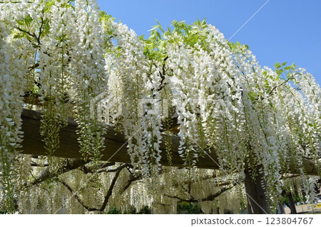 White Fuji flower 123804767