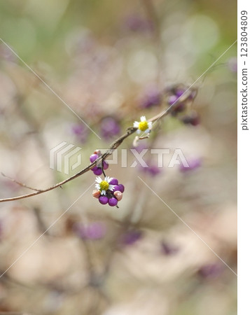 Purple shikibu and small flowers Purple shikibu and small flowers 123804809