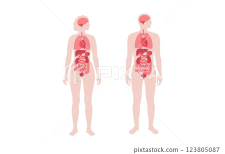 Human internal organs Human internal organs 123805087