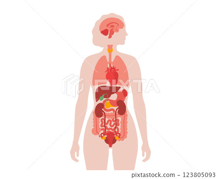 Human internal organs 123805093