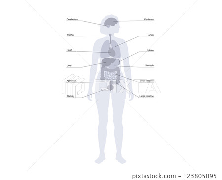Human internal organs Human internal organs 123805095
