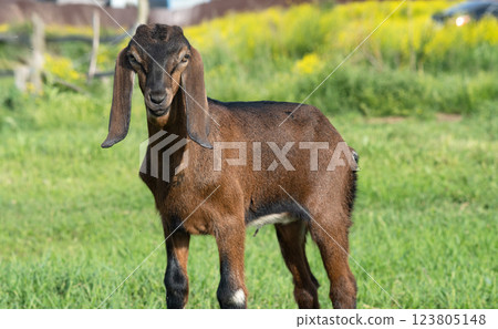 Nubian baby goat grazing at pasture at sunny summer day. rural farm life Nubian baby goat grazing at pasture at sunny summer day. rural farm life 123805148