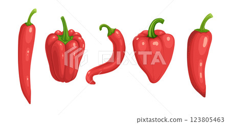 Closeup chilly pepper. Hot red chili peppers, cartoon mexican chilli or chillies illustration, vectors paprika icon signs isolated on white background for your design 123805463