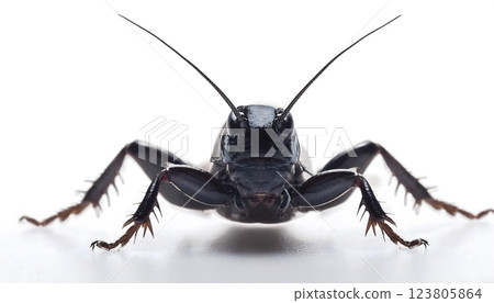 A black bug with long legs and a long antennae 123805864