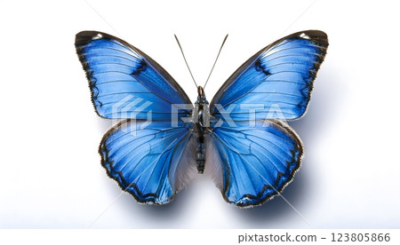 A blue butterfly with black wings 123805866