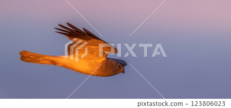 在清晨的陽光下,雄性灰鯉魚悠閒地飛翔 在清晨的陽光下,雄性灰鯉魚悠閒地飛翔 123806023