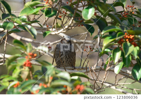 觀鳥:棕耳鵯啄食紅色漿果② 觀鳥:棕耳鵯啄食紅色漿果② 123806036