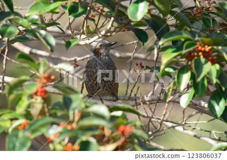 觀鳥:棕耳鵯啄食紅色漿果① 觀鳥:棕耳鵯啄食紅色漿果① 123806037