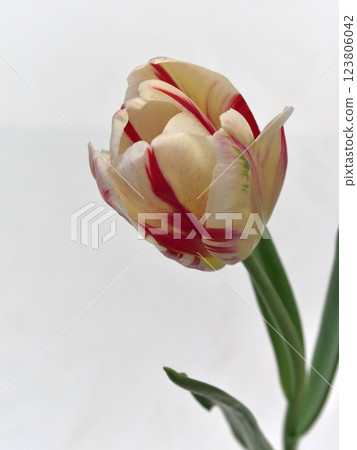 Red and cream striped tulip flowers Red and cream striped tulip flowers 123806042