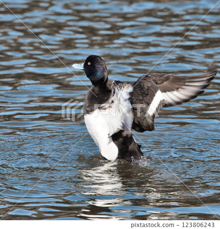 Wild bird: Tufted duck spreading its wings on the water surface② Wild bird: Tufted duck spreading its wings on the water surface② 123806243