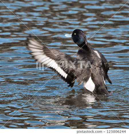 Wild bird: Tufted duck spreading its wings on the water surface① 123806244