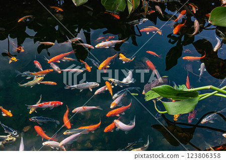 Goldfish swimming in a backwater, pond, pond. Goldfish swimming in a backwater, pond, pond. 123806358