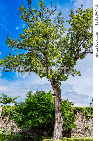 菲律賓宿霧聖佩德羅堡 123806443