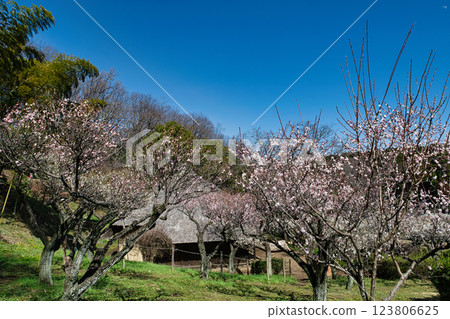 東京都町田市藥師池公園梅園，都指定名勝 123806625