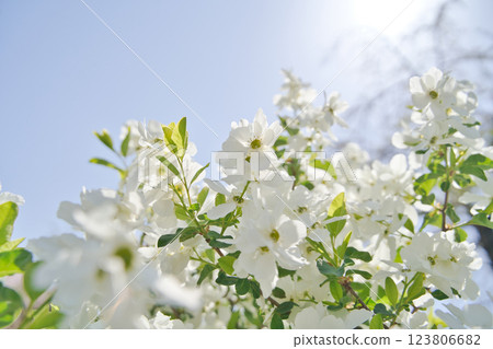 Holiday park: Spring scenery with white flowers in full bloom② 123806682