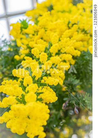 北海道百合之原公園含羞草 123806849