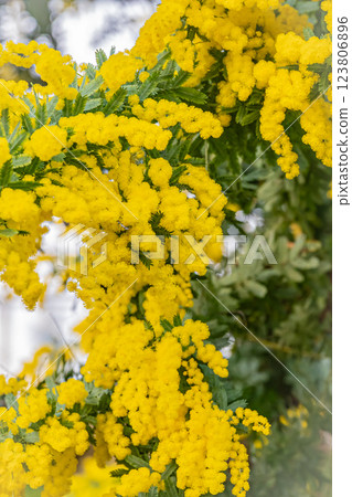Hokkaido Yurigahara Park Mimosa 123806896