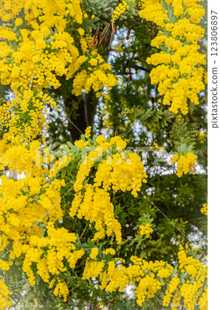 Hokkaido Yurigahara Park Mimosa 123806897