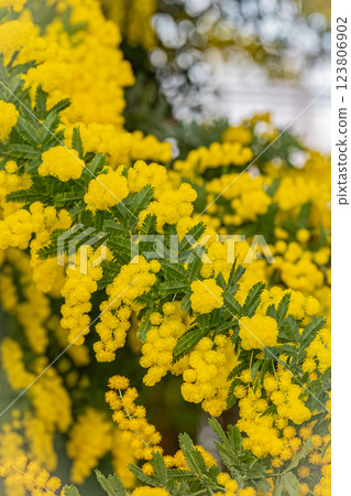 Hokkaido Yurigahara Park Mimosa Hokkaido Yurigahara Park Mimosa 123806902