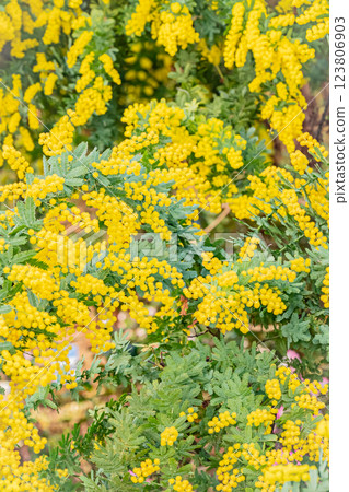 Hokkaido Yurigahara Park Mimosa 123806903
