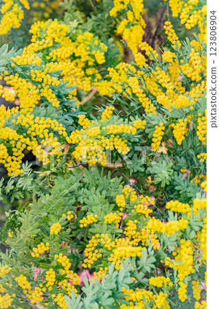 Hokkaido Yurigahara Park Mimosa Hokkaido Yurigahara Park Mimosa 123806904