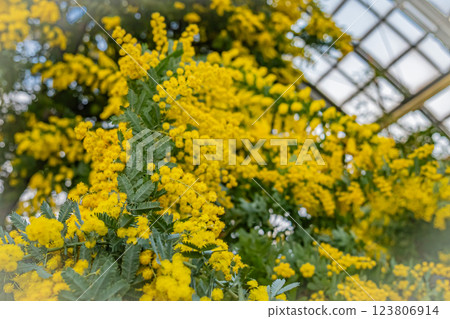 Hokkaido Yurigahara Park Mimosa 123806914