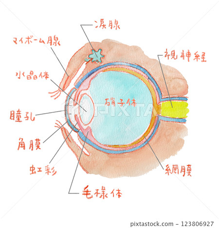 眼睛結構的水彩插圖 眼睛結構的水彩插圖 123806927
