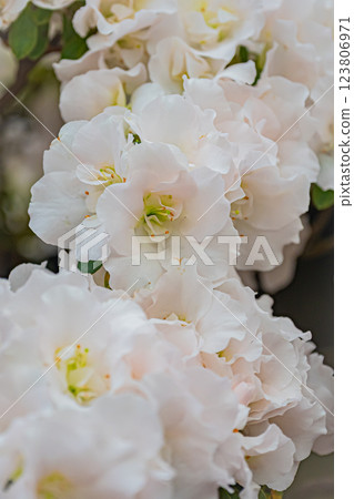 北海道百合原公園 粉紅花朵 123806971