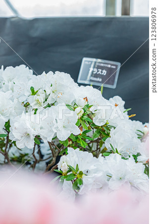 Hokkaido Yurigahara Park Pink flowers Hokkaido Yurigahara Park Pink flowers 123806978