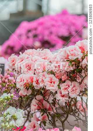 Hokkaido Yurigahara Park Pink flowers Hokkaido Yurigahara Park Pink flowers 123806983