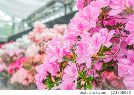 Hokkaido Yurigahara Park Pink flowers 123806988
