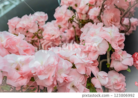 Hokkaido Yurigahara Park Pink flowers 123806992