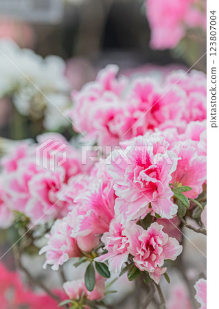 Hokkaido Yurigahara Park Pink flowers Hokkaido Yurigahara Park Pink flowers 123807004