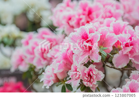Hokkaido Yurigahara Park Pink flowers Hokkaido Yurigahara Park Pink flowers 123807005