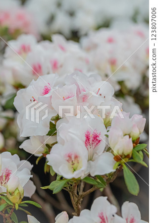 北海道百合原公園 粉紅花朵 123807006