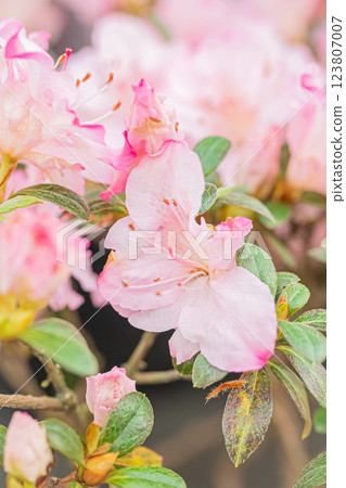 北海道百合原公園 粉紅花朵 123807007