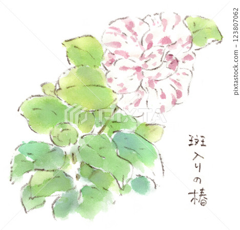 斑駁的山茶花水彩插圖 123807062