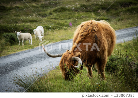Highland cow and sheep on rural road in Scotland in springtime 123807385