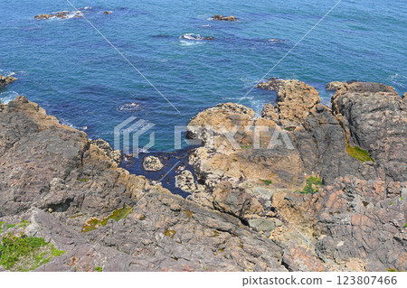 Species coast Species coast 123807466