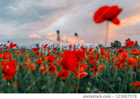 Sunset sky and poppy field 123807578
